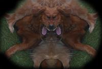 Monster Dog